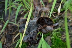 Dugesiella anitahoffmannae
