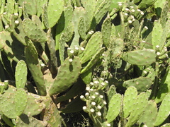 Opuntia bonaerensis