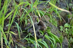 Dugesiella anitahoffmannae