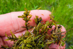 Scorpidium scorpioides