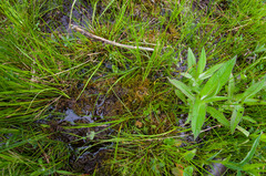 Scorpidium scorpioides