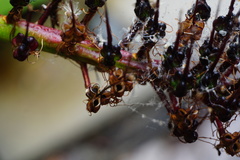 Xeronema callistemon