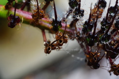 Xeronema callistemon