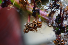 Xeronema callistemon
