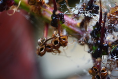 Xeronema callistemon