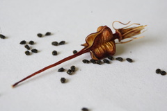 Xeronema callistemon