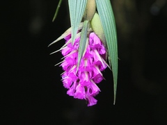 Elleanthus maculatus