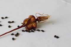 Xeronema callistemon