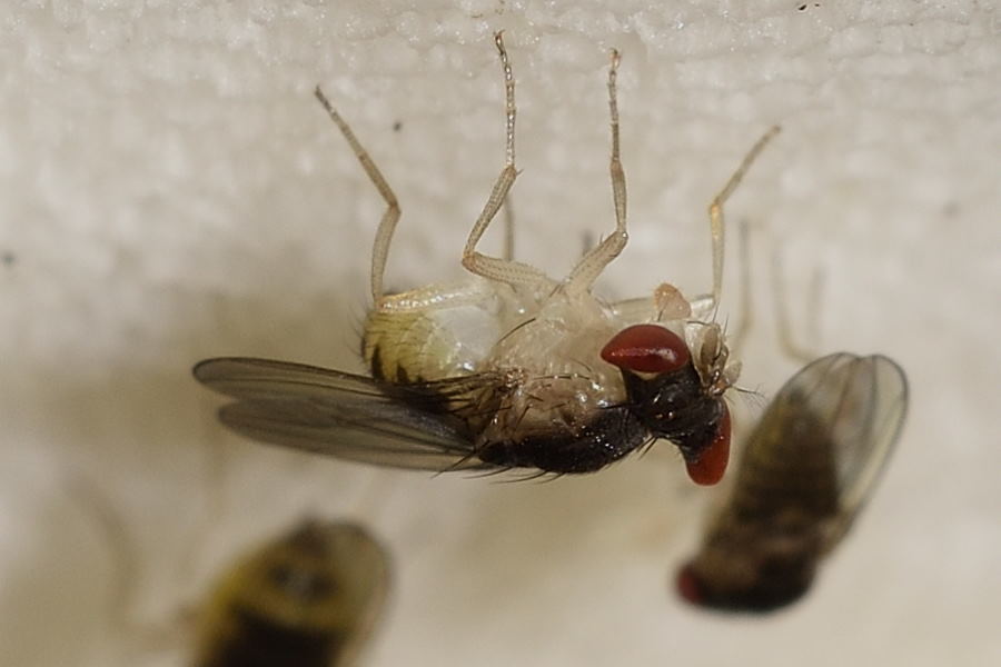Zygothrica prodispar