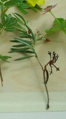 Andromeda polifolia glaucophylla