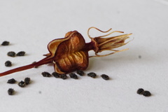 Xeronema callistemon