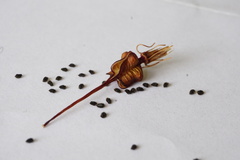 Xeronema callistemon