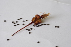 Xeronema callistemon