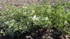 Atriplex semilunaris