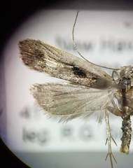 Dichomeris bilobella