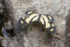 Baeotis zonata