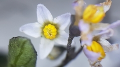 Solanum opacum