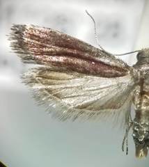 Varneria postremella