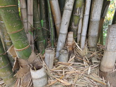 Dendrocalamus giganteus