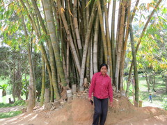 Dendrocalamus giganteus