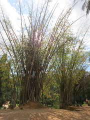 Dendrocalamus giganteus