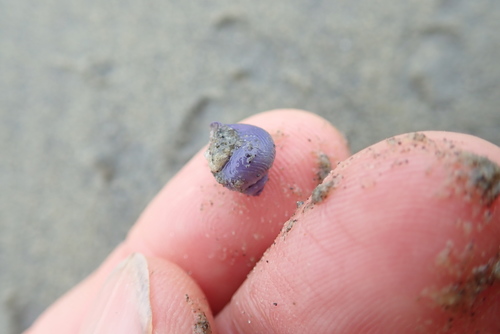 photo of Dwarf Violet Snail (Janthina exigua)