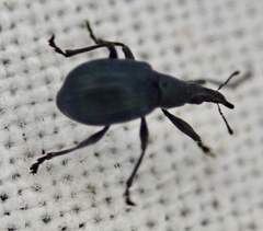 Oxystoma