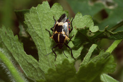 Oplomus cruentus