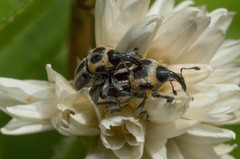 Nicentrus circumcinctus