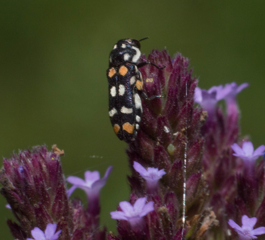 Bergidora picturella