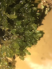 Fuscocephaloziopsis lunulifolia