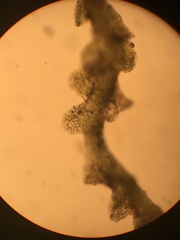 Fuscocephaloziopsis lunulifolia