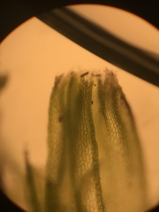 Fuscocephaloziopsis lunulifolia