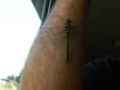 Rhionaeschna planaltica