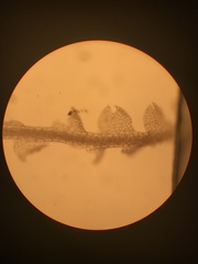 Fuscocephaloziopsis lunulifolia