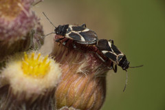 Ochrimnus cinctipennis