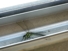 Rhionaeschna planaltica