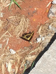 Heraclides thoas brasiliensis