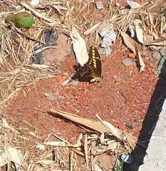 Heraclides thoas brasiliensis