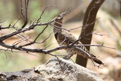 Colaptes