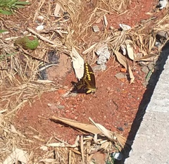 Heraclides thoas brasiliensis