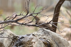 Colaptes