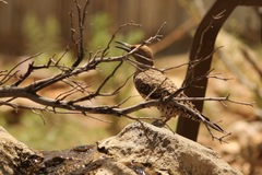 Colaptes