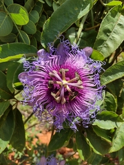 Passiflora cincinnata