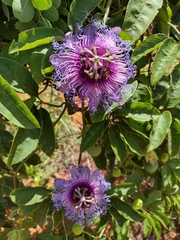 Passiflora cincinnata