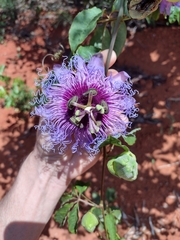 Passiflora cincinnata