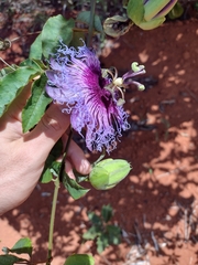 Passiflora cincinnata