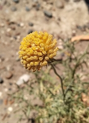 Gaillardia megapotamica