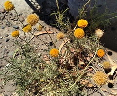 Gaillardia megapotamica