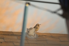 Toxostoma curvirostre